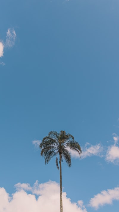 白天蓝天下的绿色棕榈树